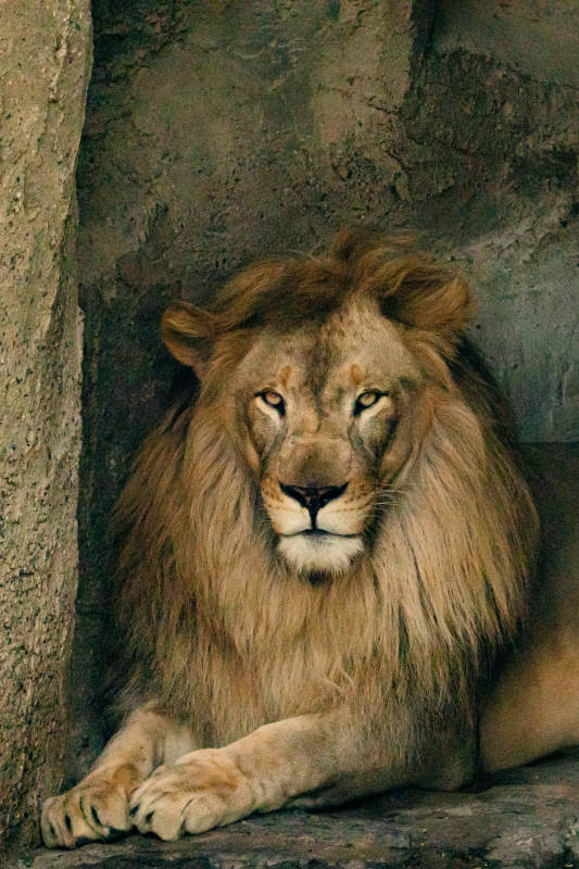 雄狮静卧 威严尽显图片