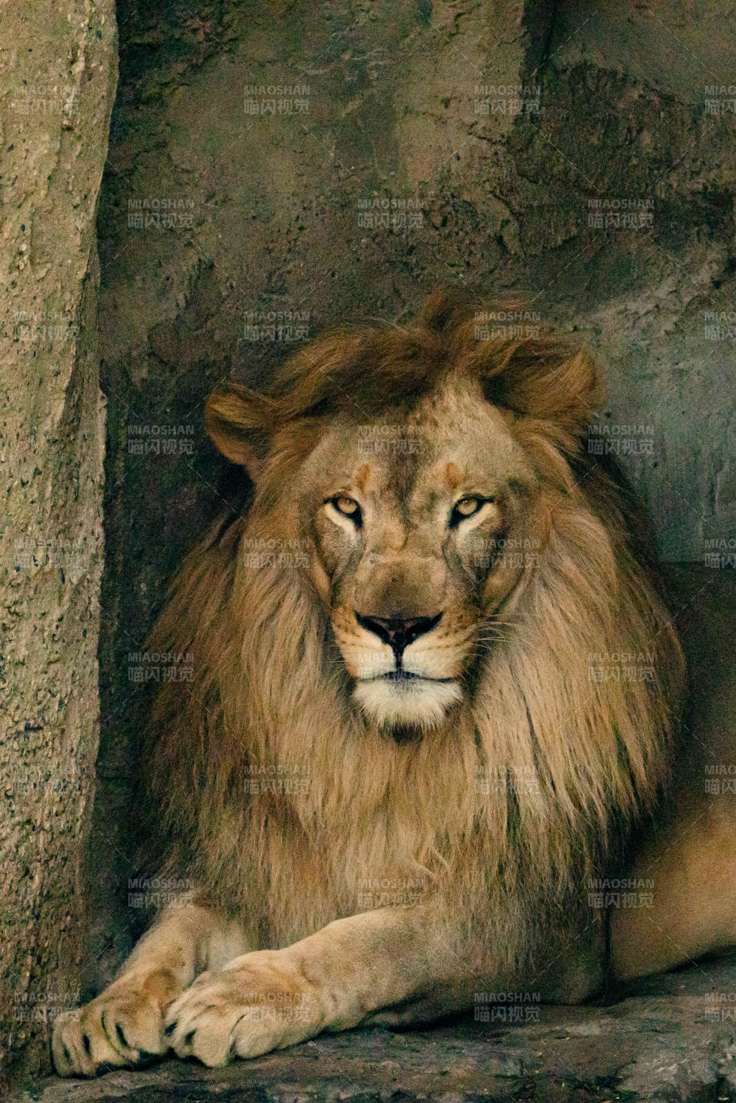 雄狮静卧 威严尽显图片