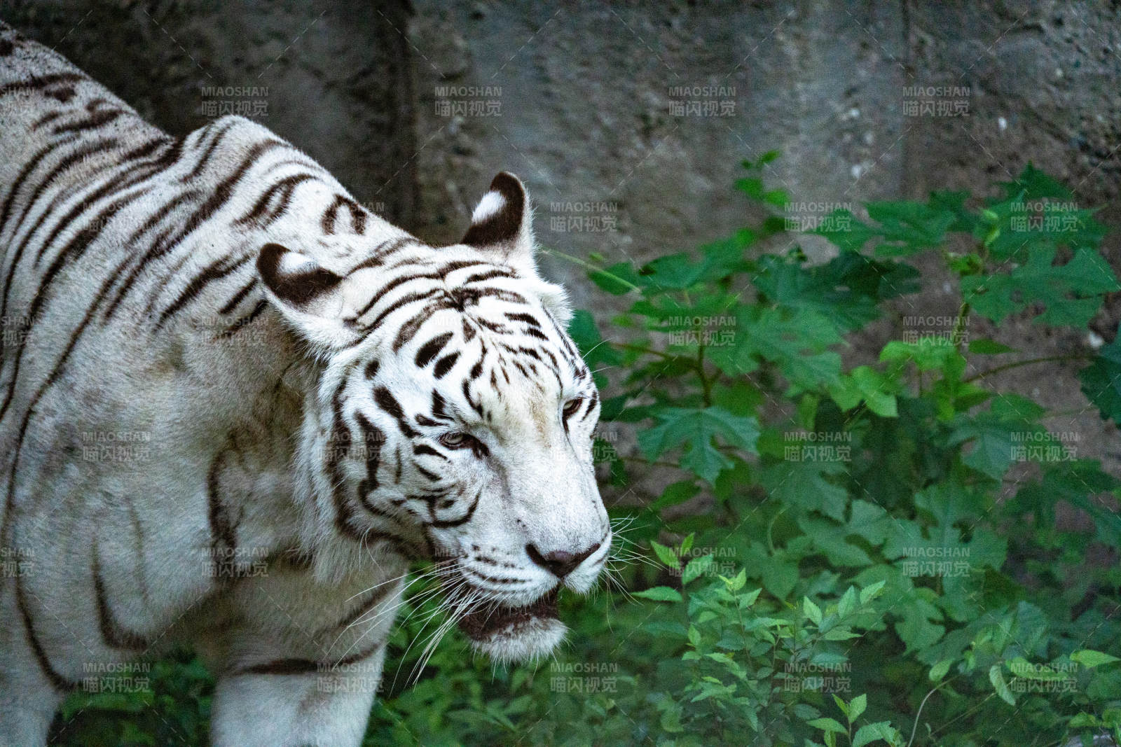 白虎在绿植旁凝视远方图片