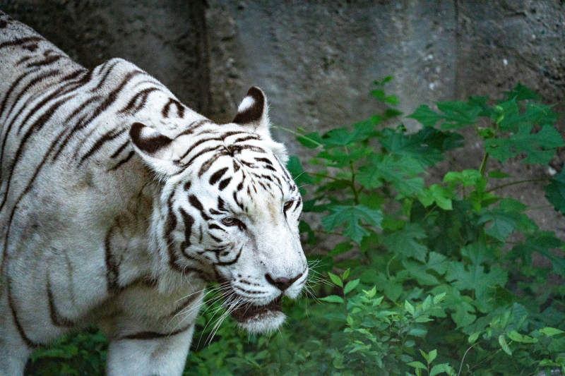 白虎在绿植旁凝视远方图片