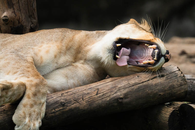 狮子张嘴打哈欠图片