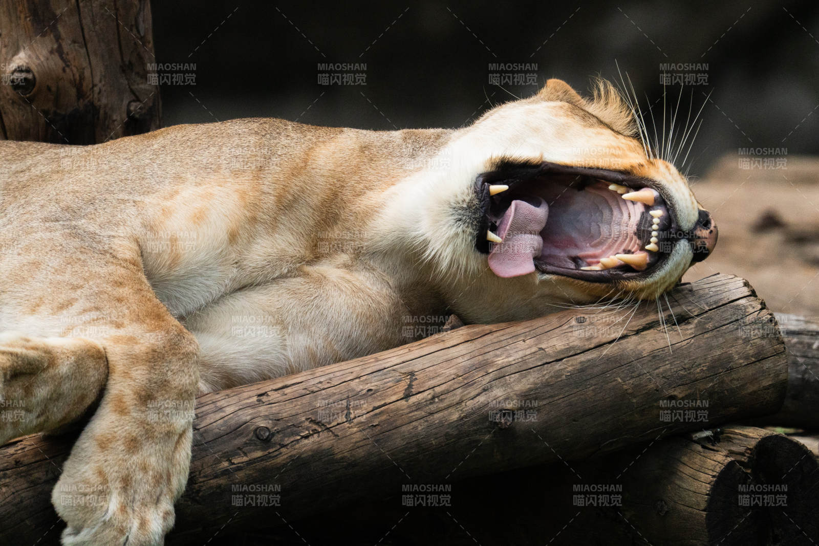 狮子张嘴打哈欠图片