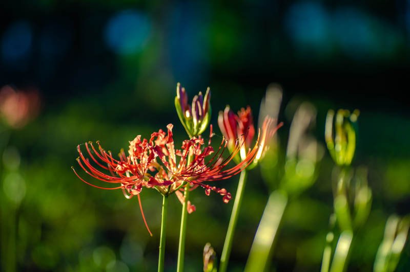 秋日红花映绿叶图片