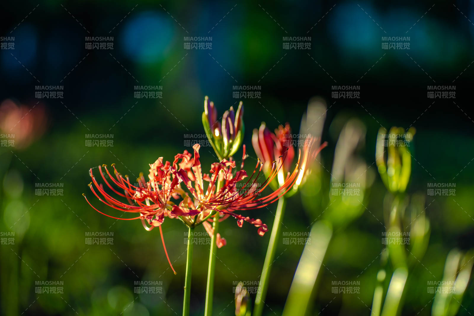 秋日红花映绿叶图片