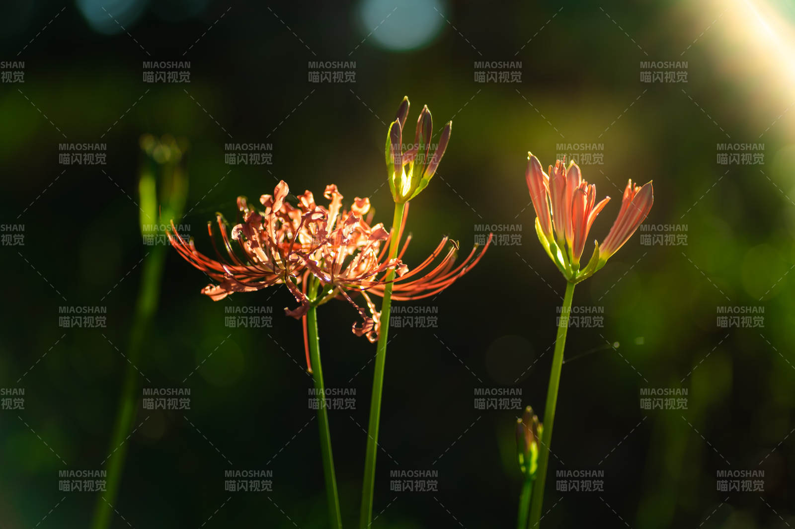 秋日晨光中的彼岸花图片