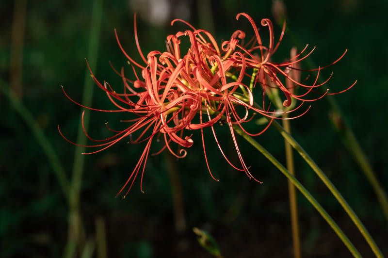 红色彼岸花的美丽绽放图片