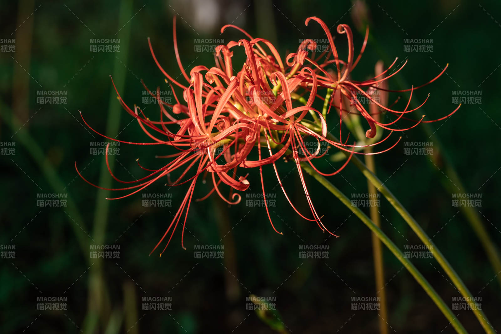 红色彼岸花的美丽绽放图片