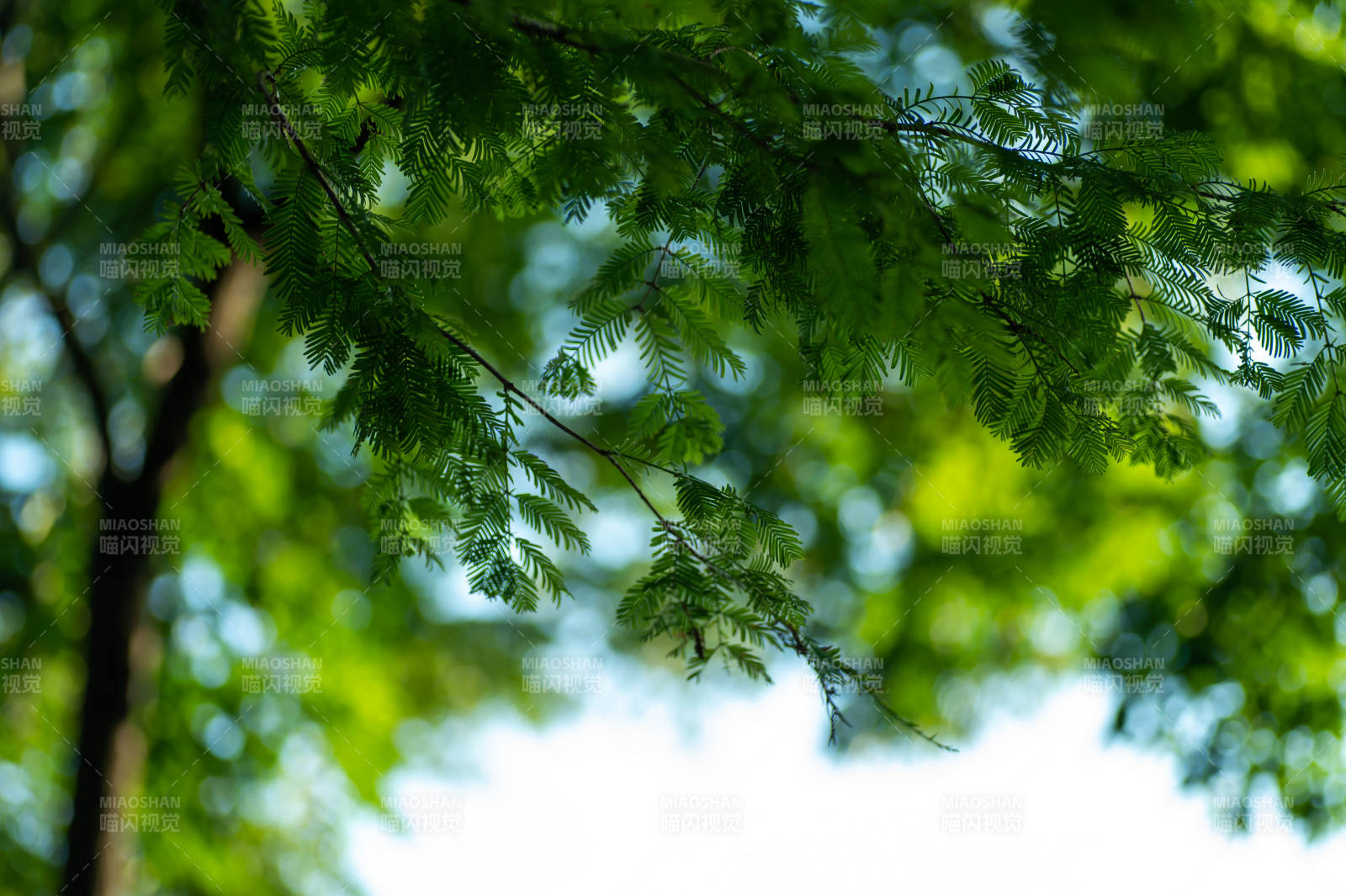 绿叶枝头 阳光斑驳图片