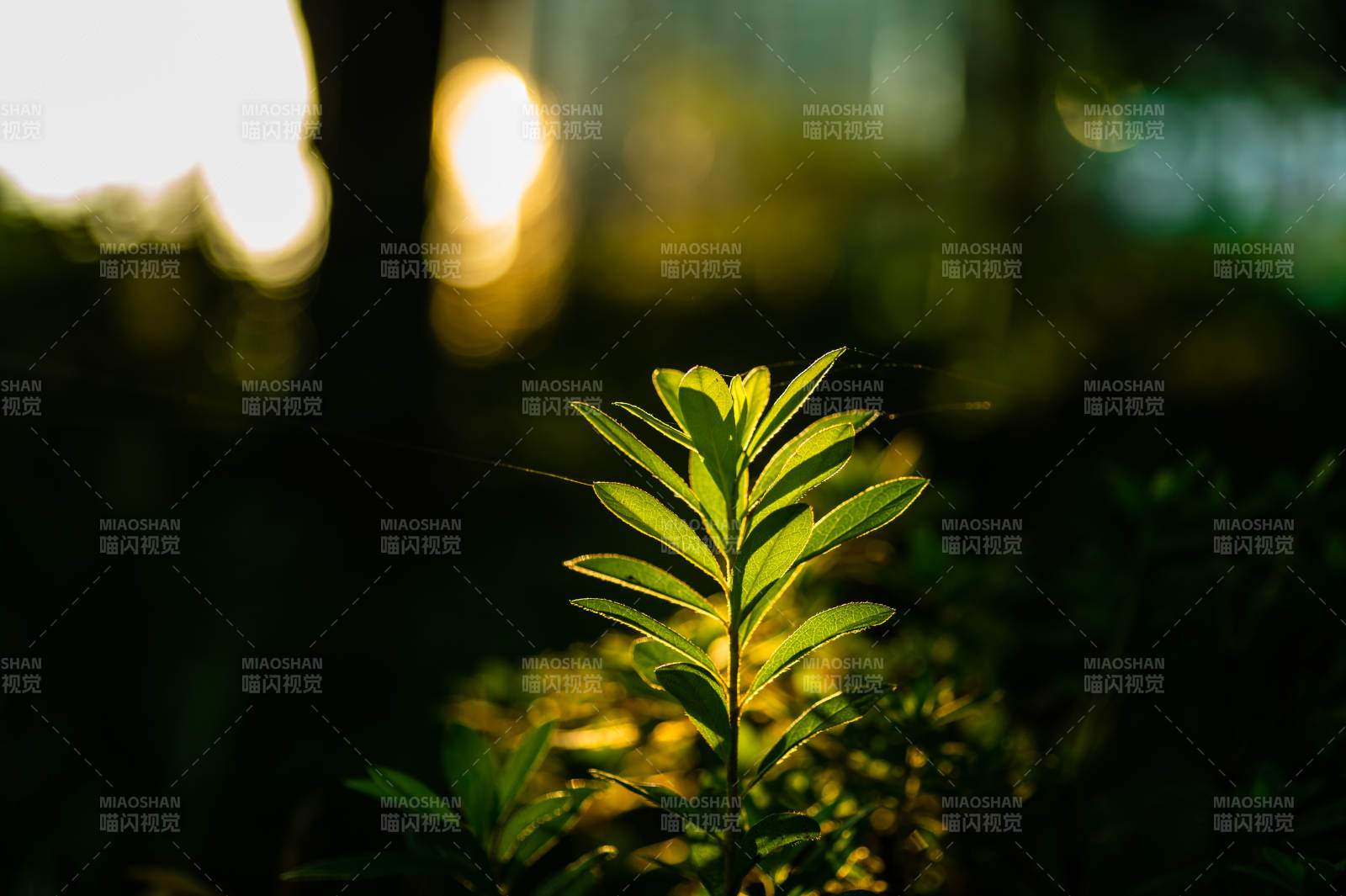 晨光中的绿叶生机图片