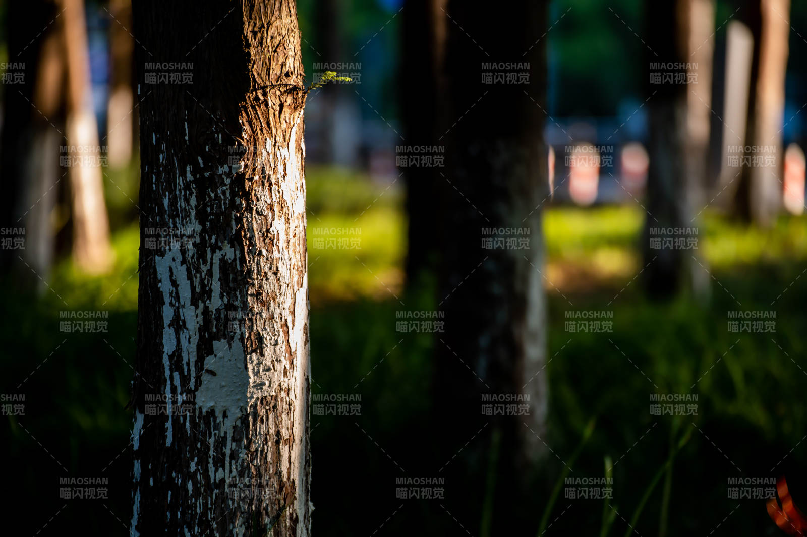 林间树影 光影交错图片