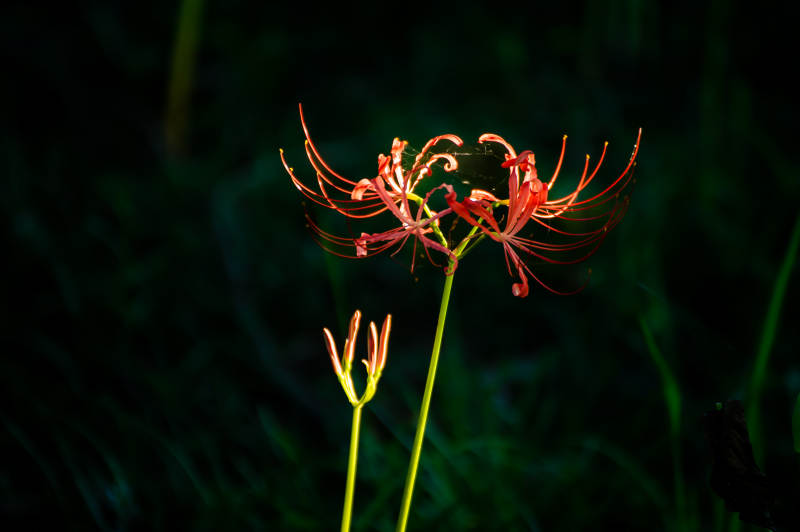 夜色中的红色彼岸花图片