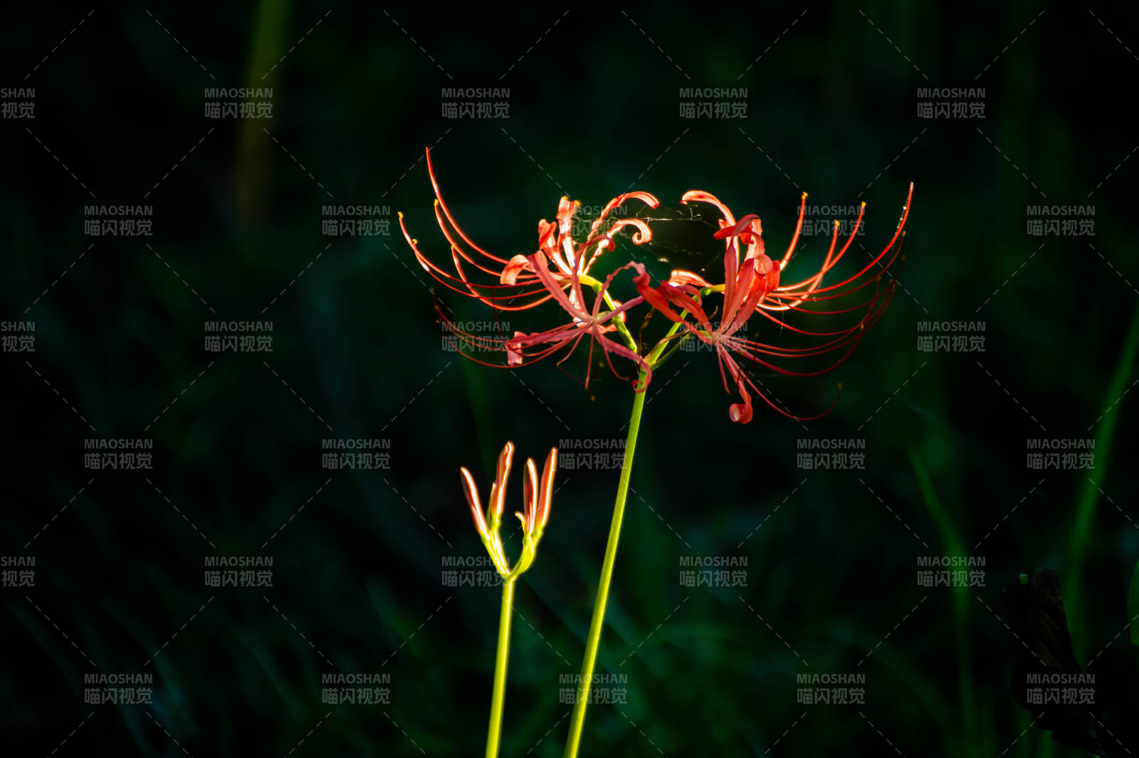 夜色中的红色彼岸花图片