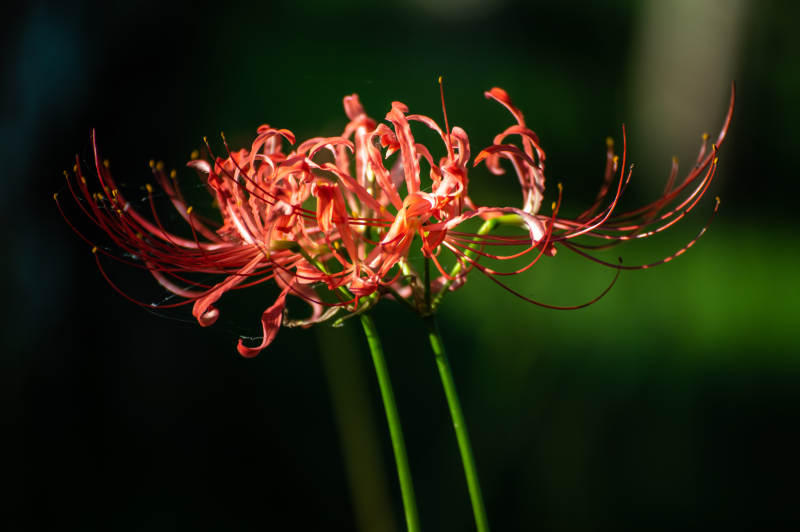 彼岸花的美丽瞬间图片