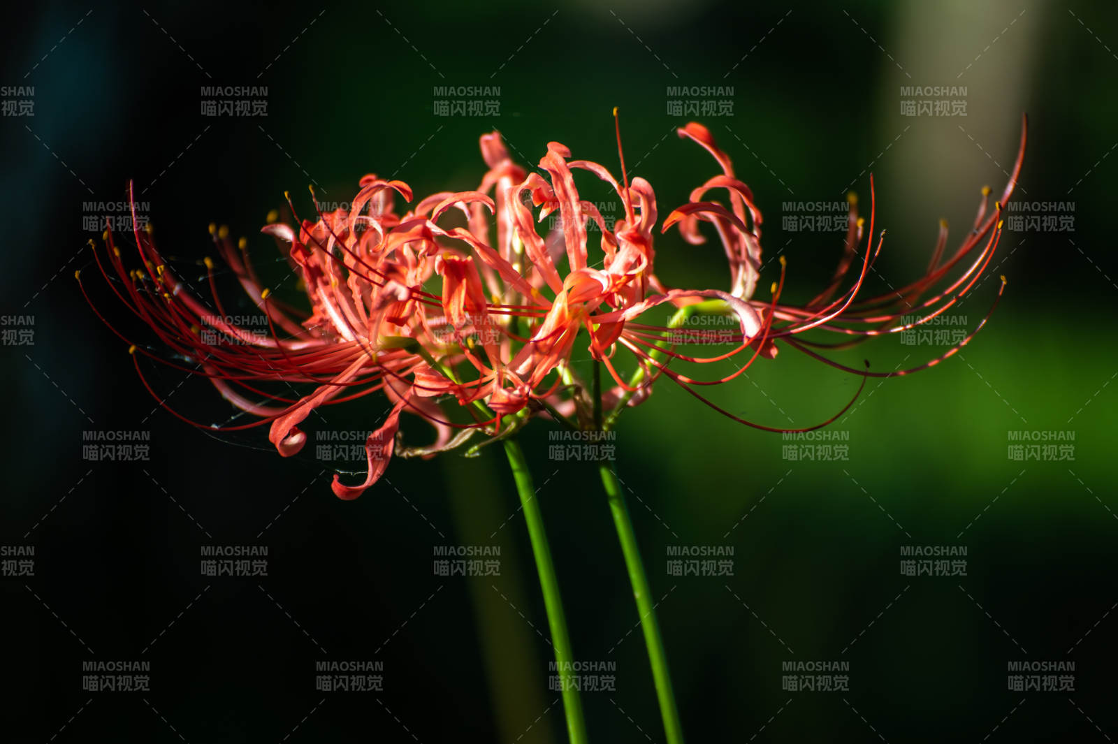 彼岸花的美丽瞬间图片