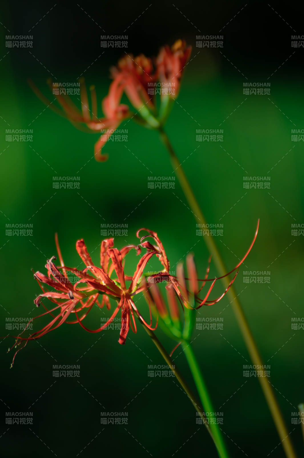 彼岸花静谧绽放图片