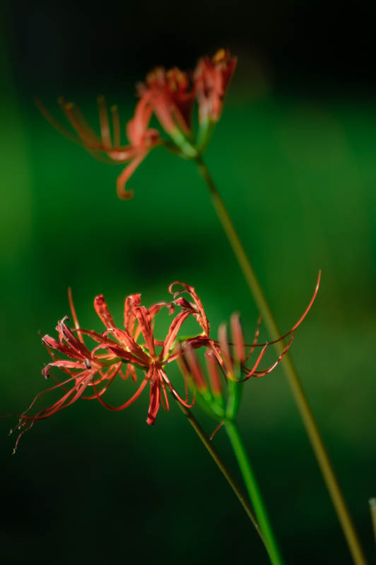 彼岸花静谧绽放图片