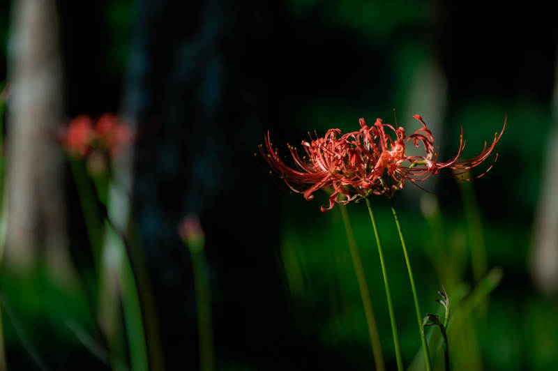 红花彼岸 静谧夜色中图片