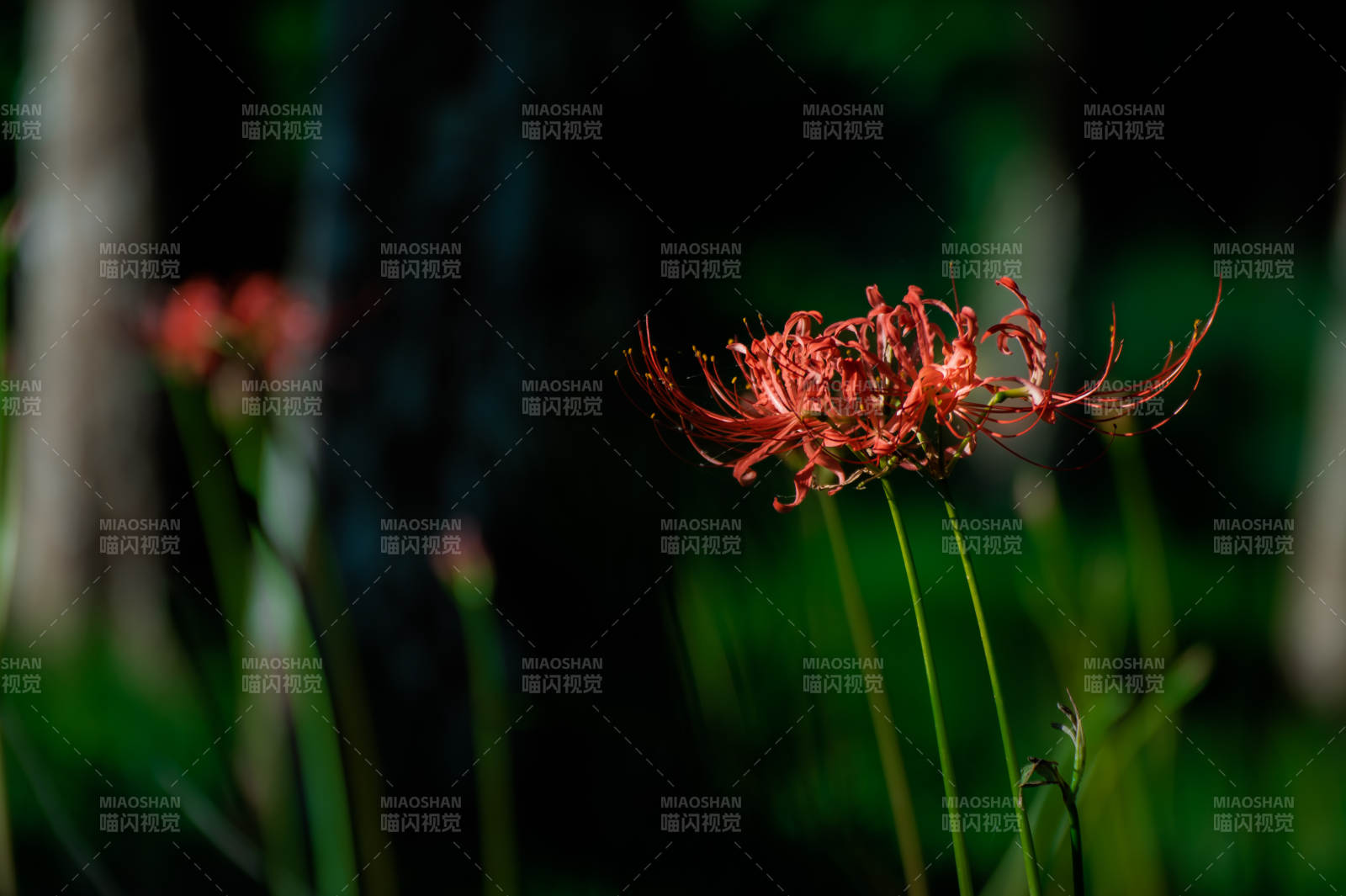 红花彼岸 静谧夜色中图片
