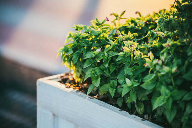 窗台上的绿植盆栽图片