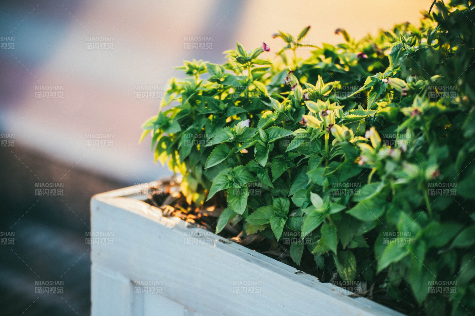 窗台上的绿植盆栽图片