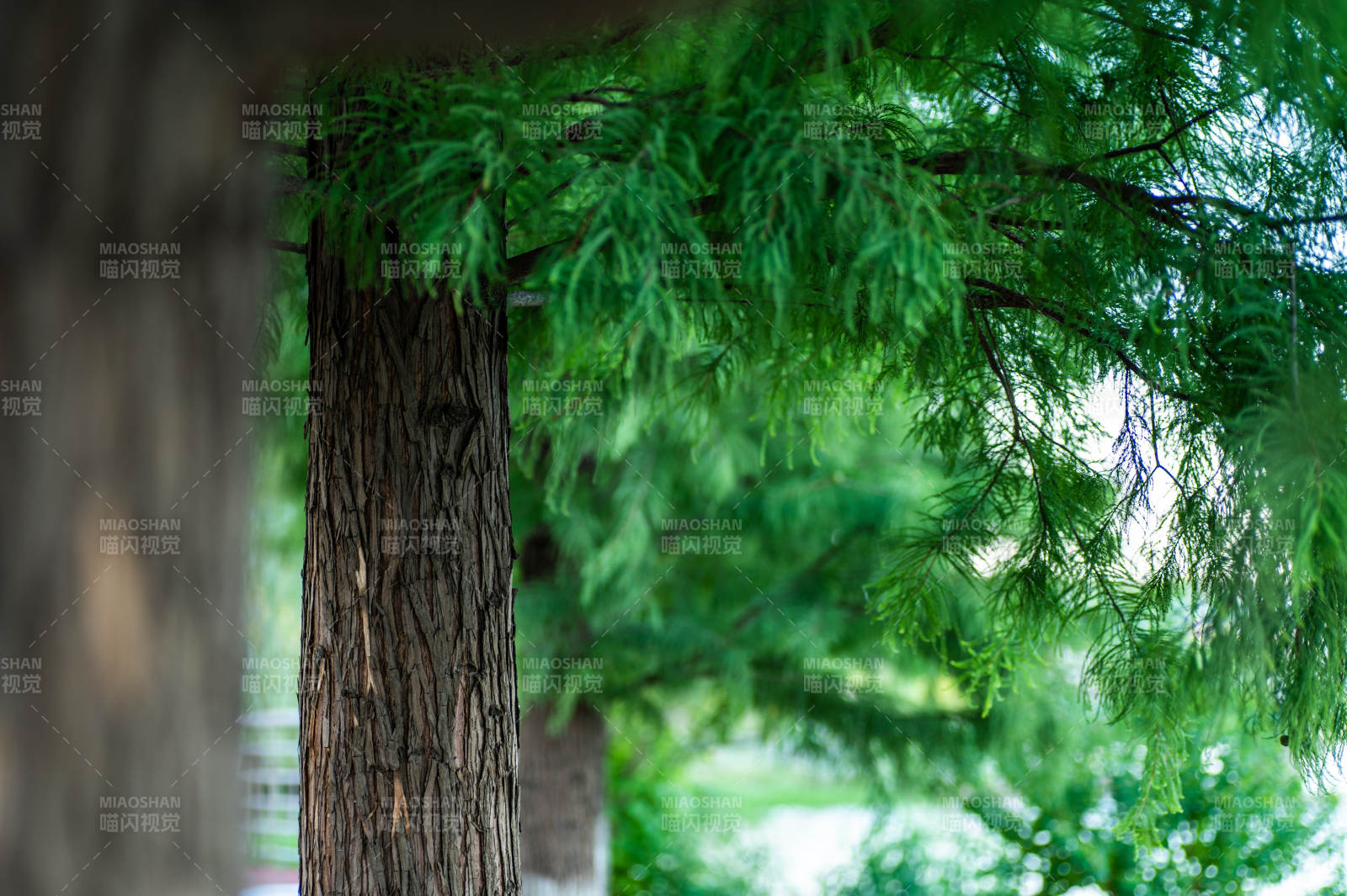 绿树成荫 自然之美图片