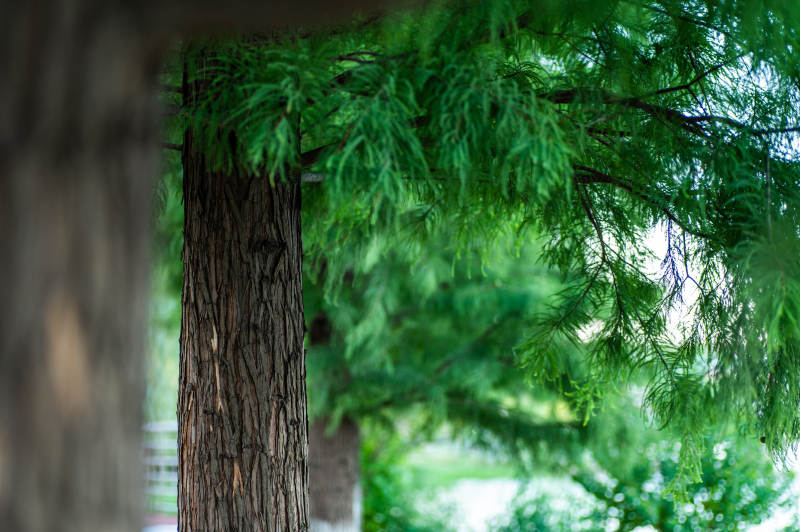 绿树成荫 自然之美图片