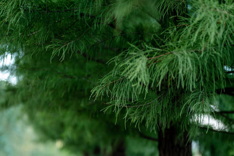 翠绿枝叶 自然清新图片