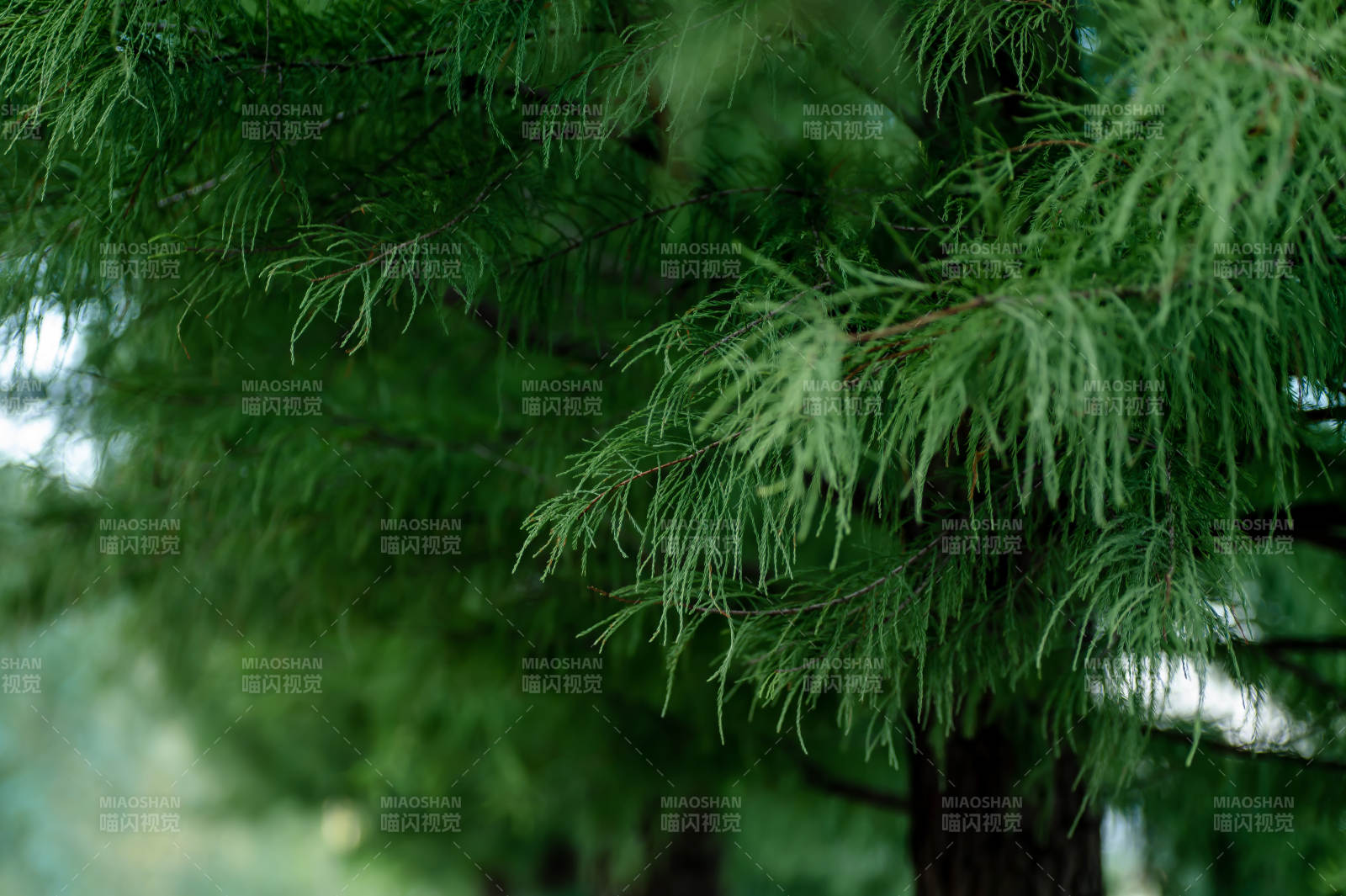 翠绿枝叶 自然清新图片