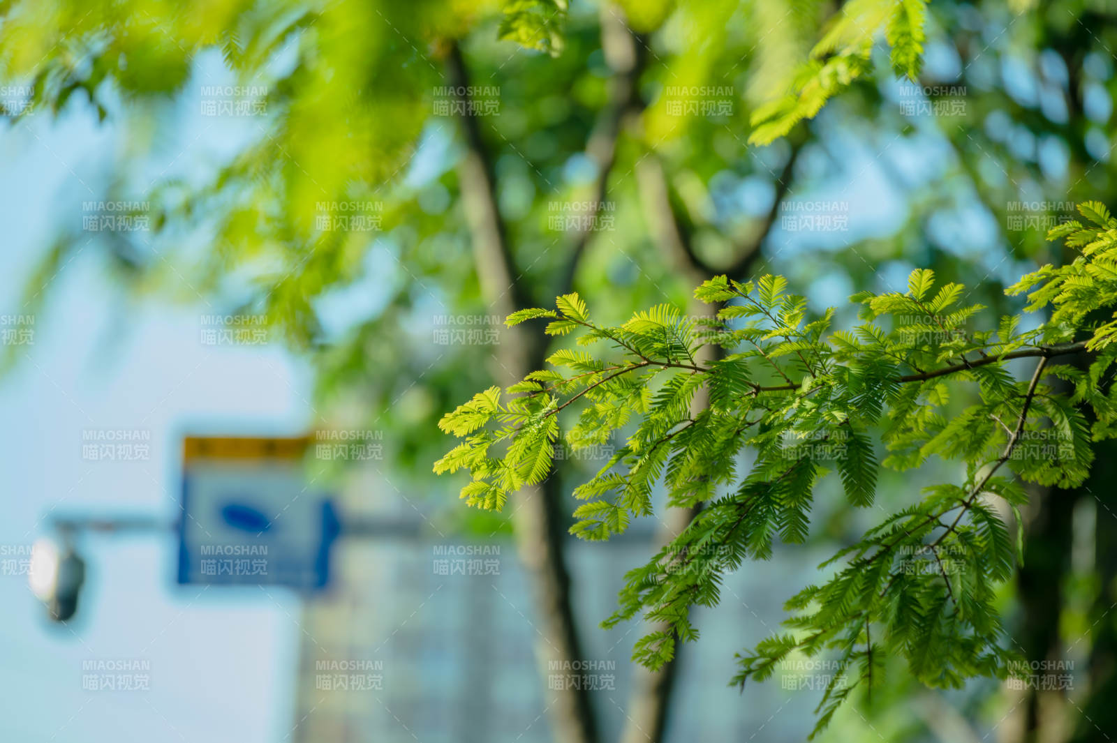 绿叶枝头 清新自然图片