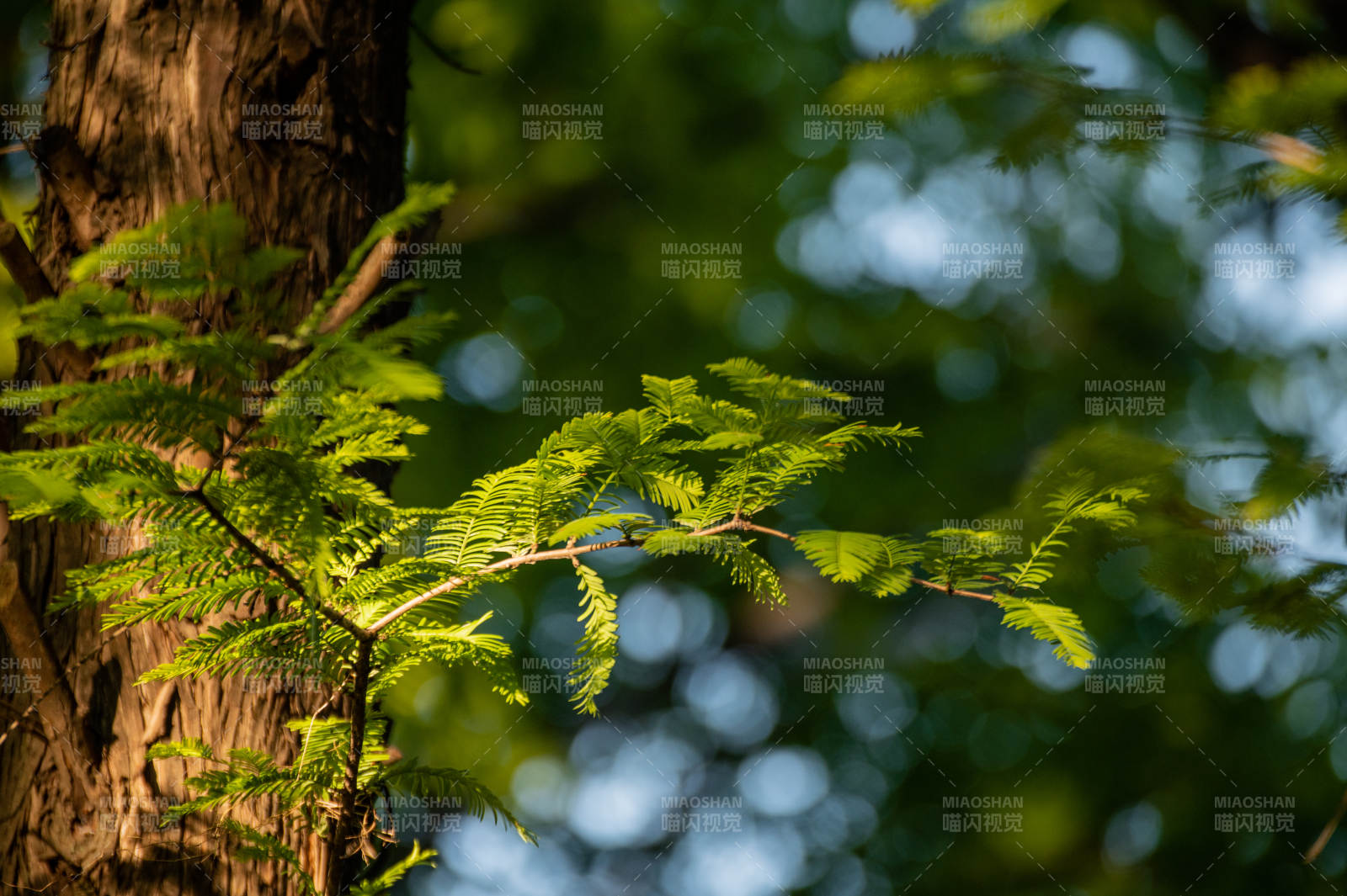 绿叶映衬树干光影图片
