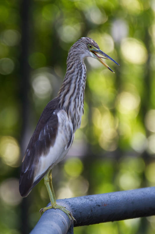 池鹭张嘴捕食瞬间图片