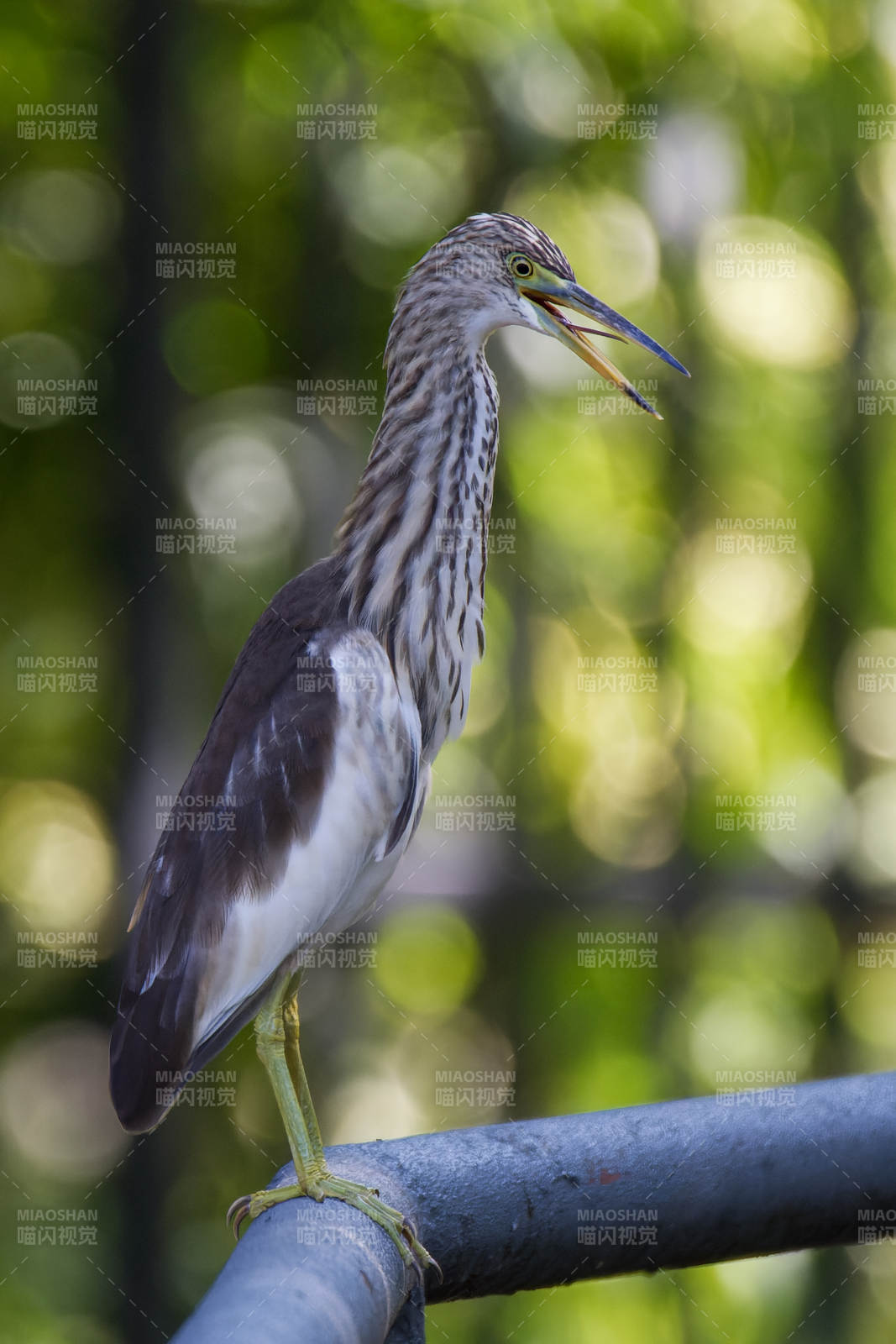 池鹭张嘴捕食瞬间图片