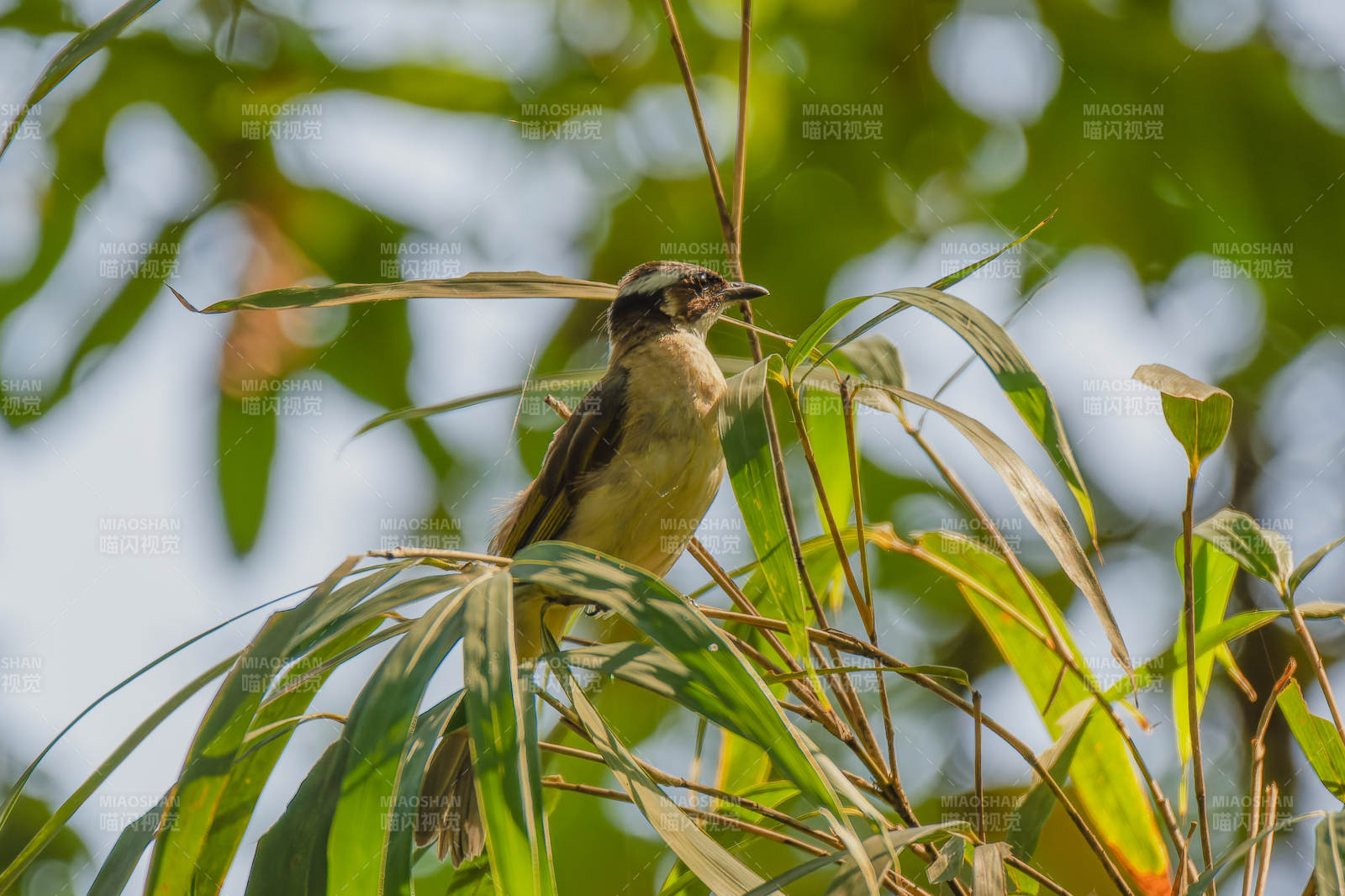 白头鹎生境图图片