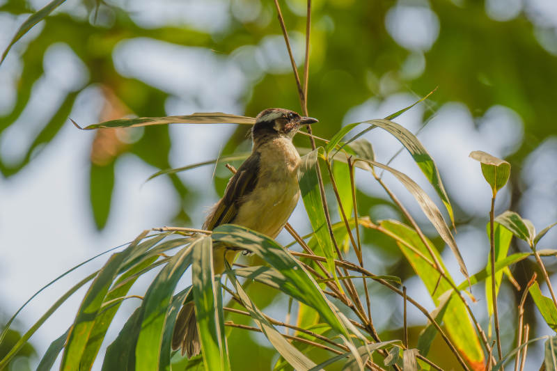 白头鹎生境图图片