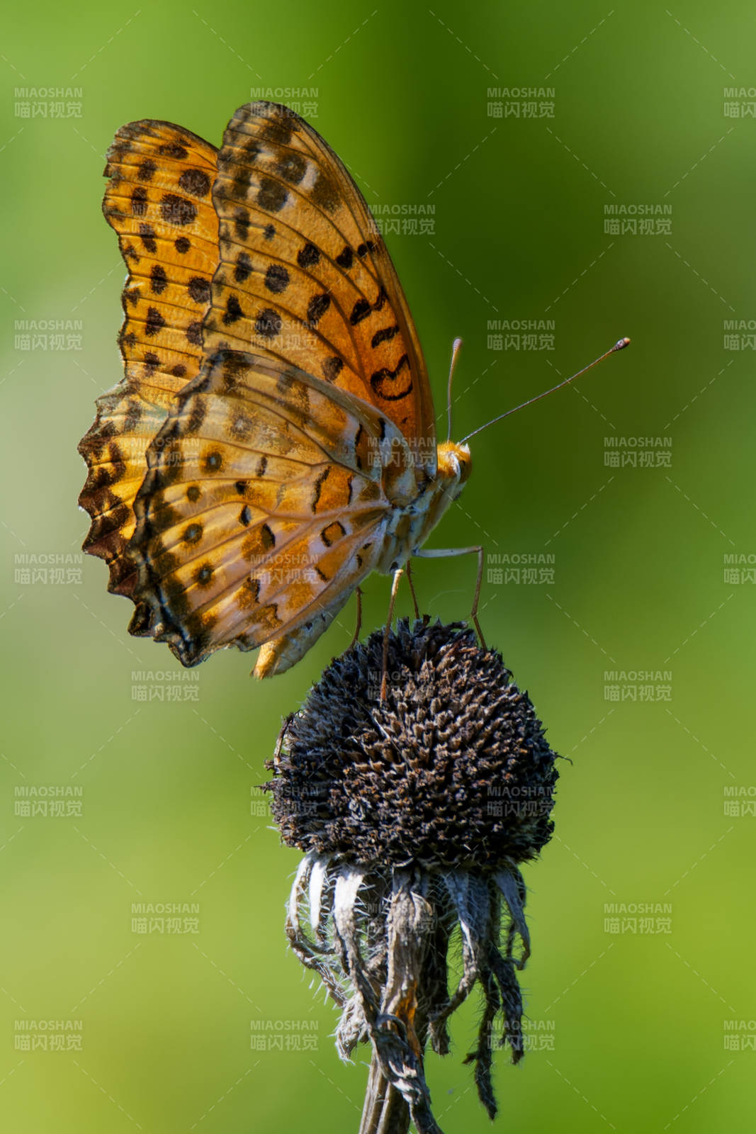 蝴蝶栖息于枯花之上图片