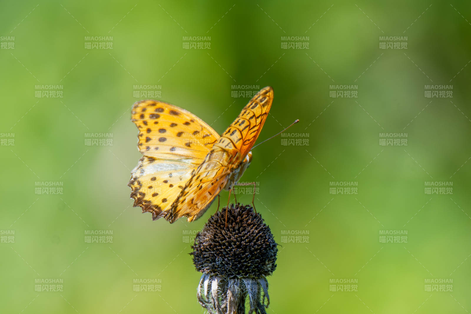 蝴蝶停驻花蕊间图片