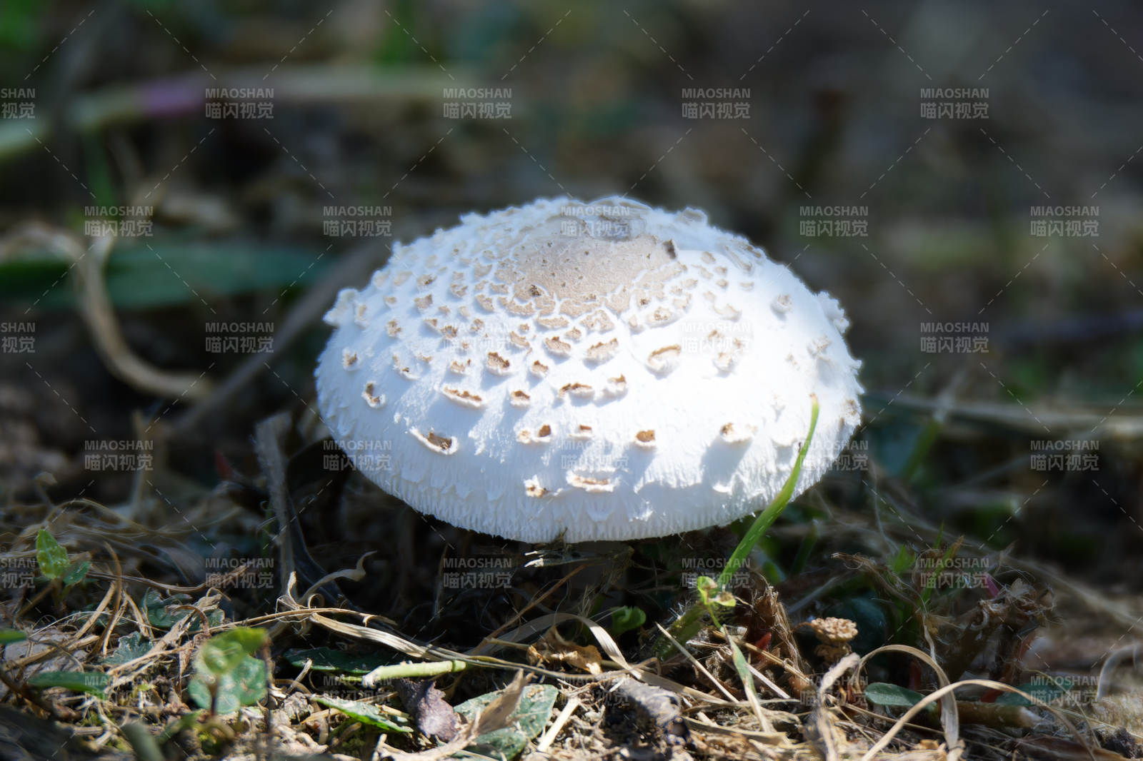 林间白色蘑菇特写图片