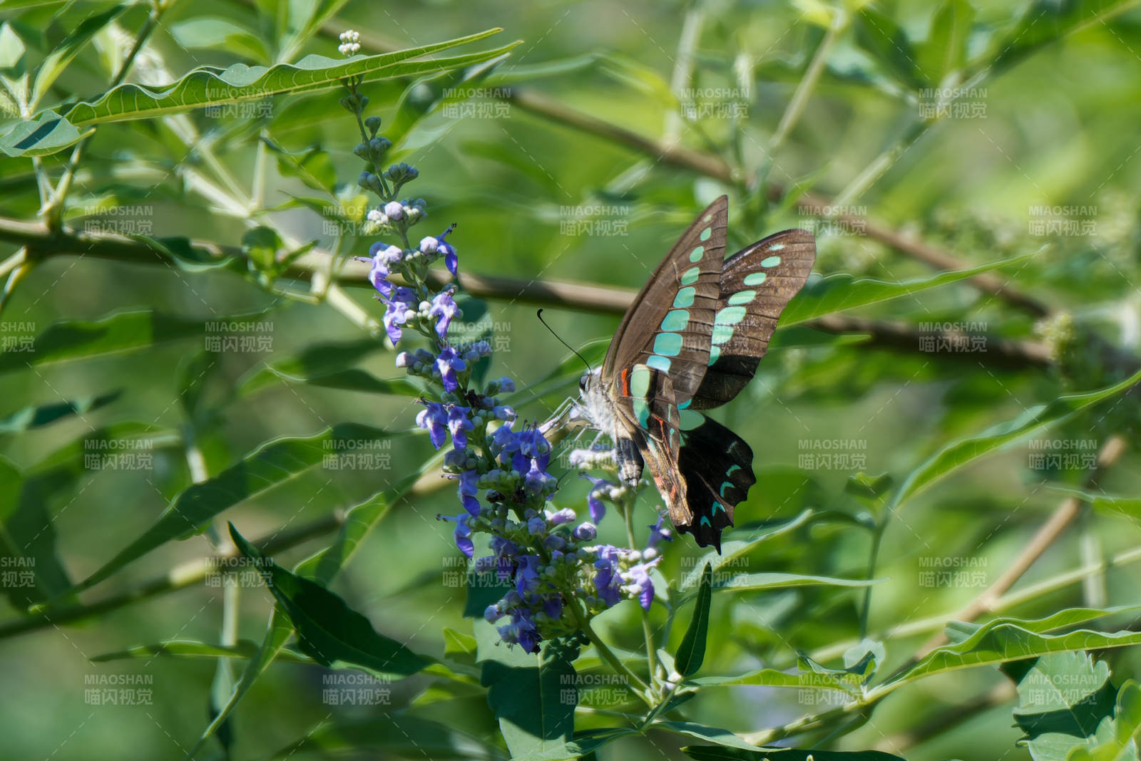 蝴蝶采蜜 花间翩跹图片