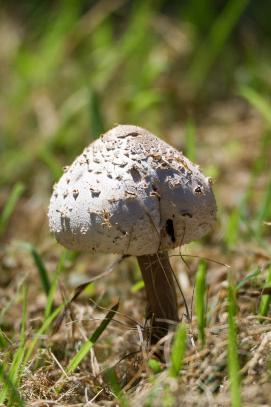草地上的蘑菇特写图片