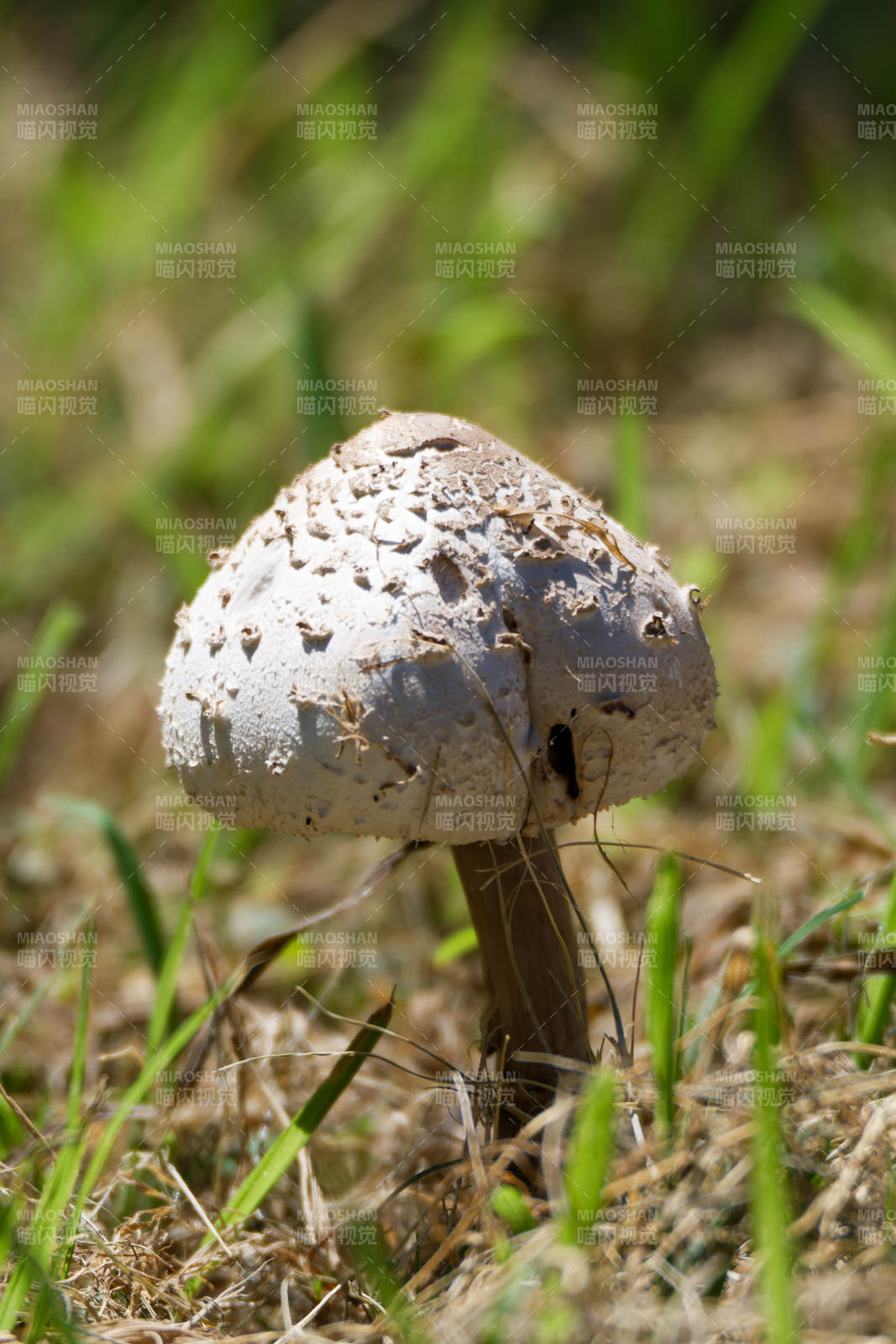 草地上的蘑菇特写图片