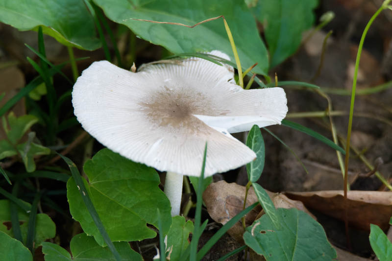 林间蘑菇静谧生长图片