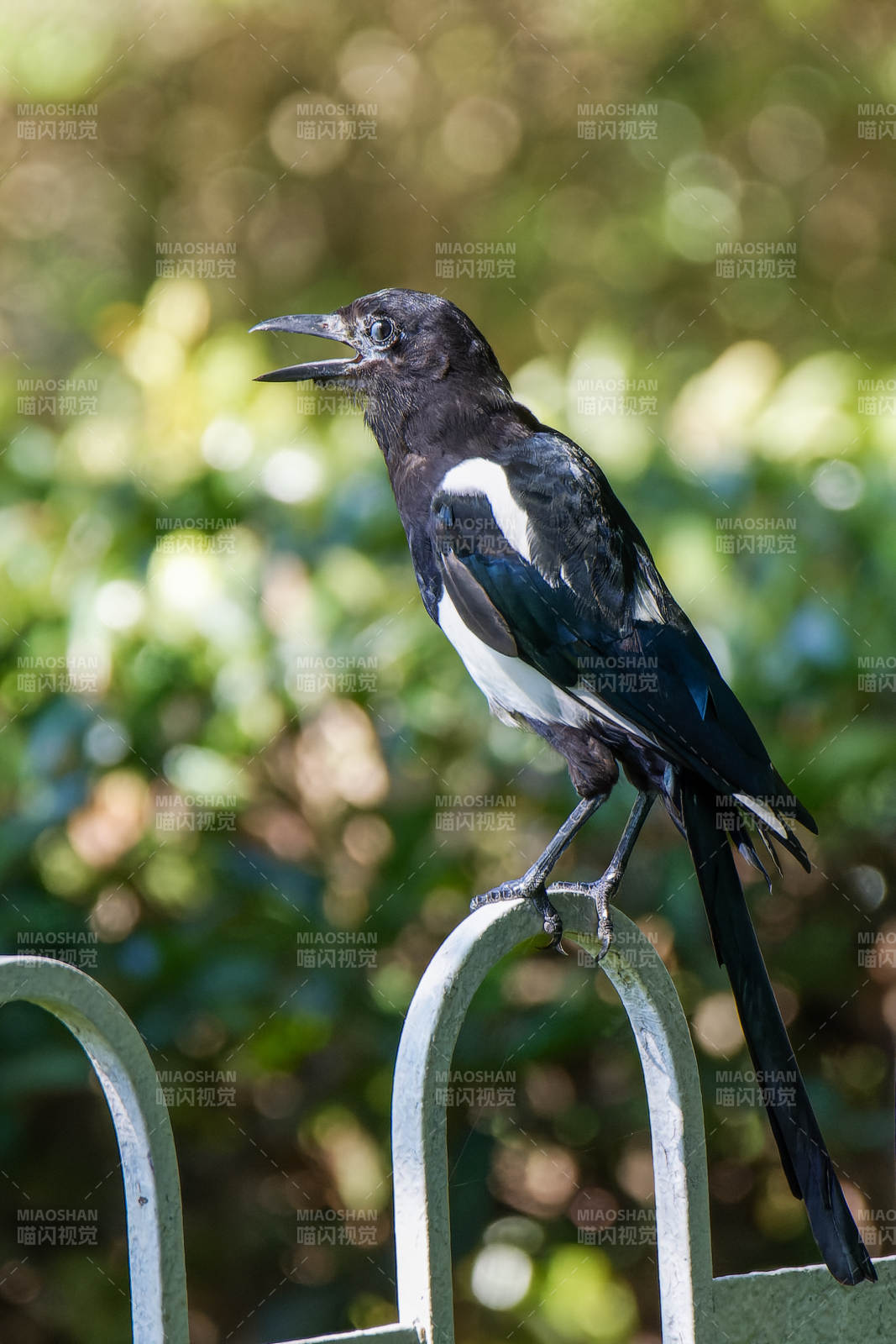 喜鹊栖息于栏杆之上图片
