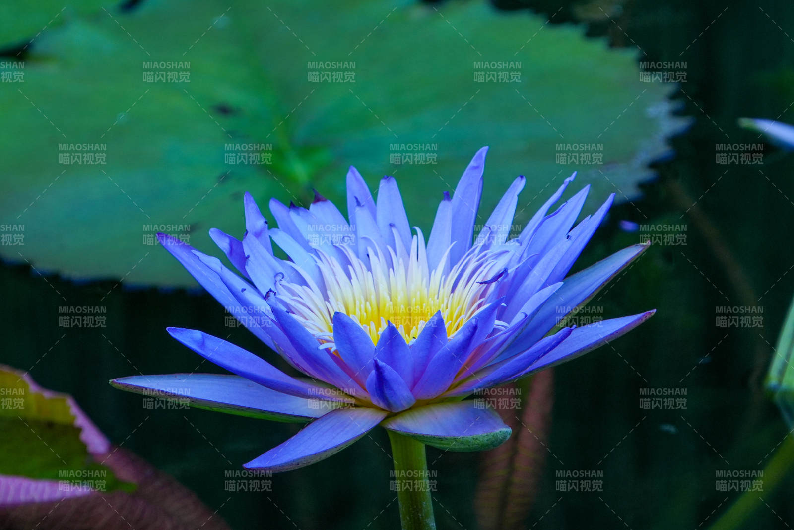 紫色莲花绽放水中图片