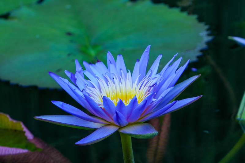 紫色莲花绽放水中图片