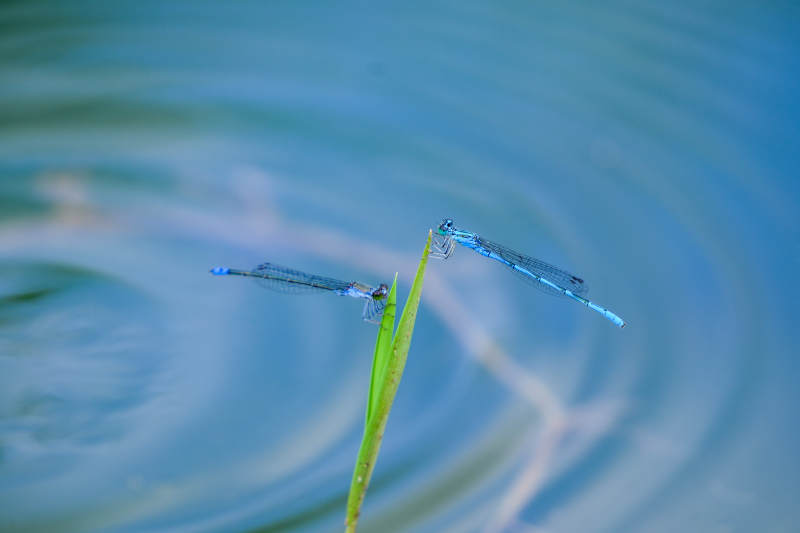 蓝蜻蜓栖息草尖图片