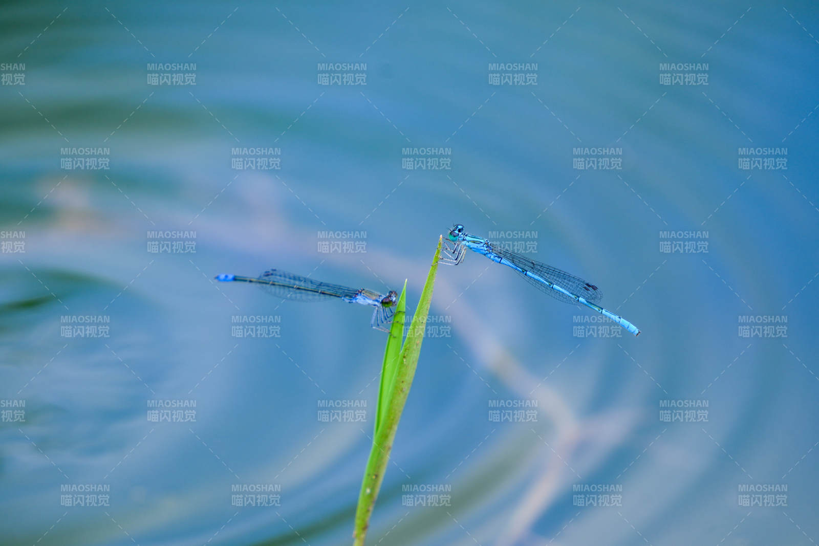 蓝蜻蜓栖息草尖图片