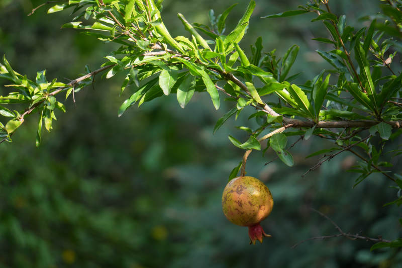 枝头上的石榴果图片