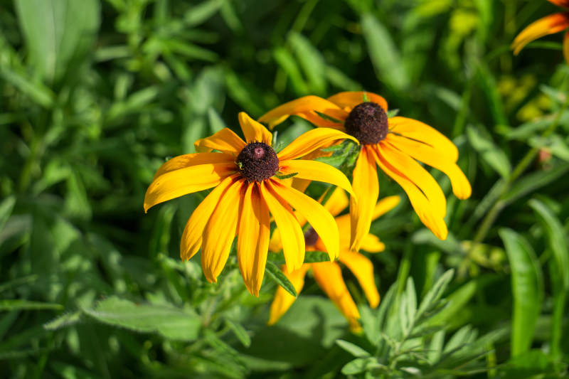 金黄色的雏菊在绿叶中绽放图片