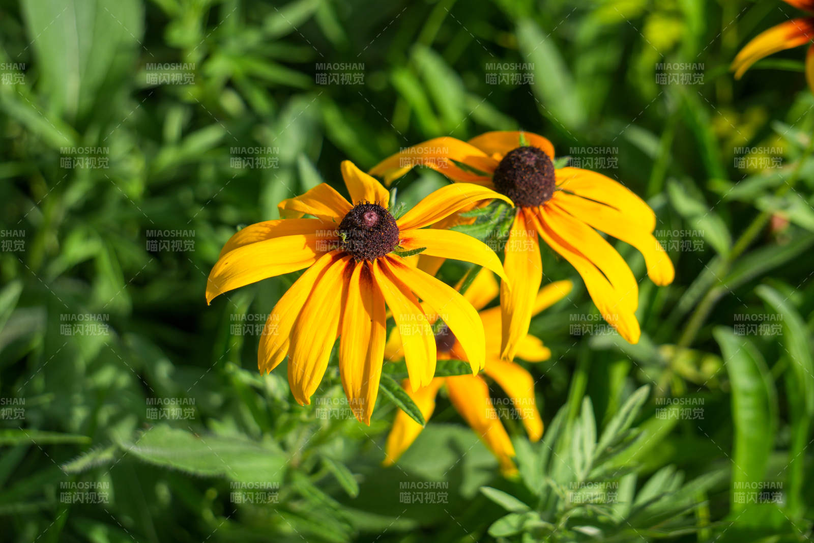 金黄色的雏菊在绿叶中绽放图片