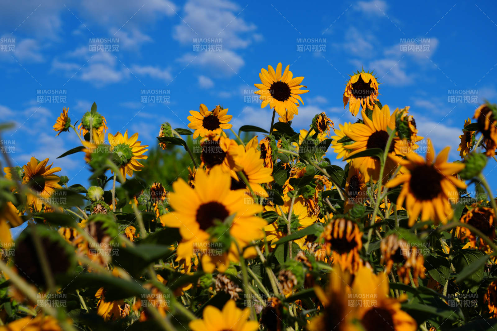 向日葵花田蓝天白云图片